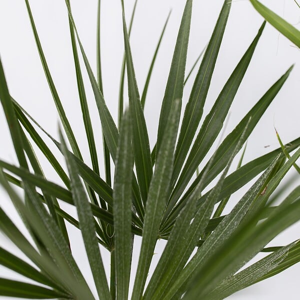 PLANT IN A BOX - Mélange de palmiers d'extérieur - Set de 3 - Hauteur 50-70cm - ⌀15cm - large