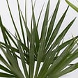 PLANT IN A BOX - Mélange de palmiers d'extérieur - Set de 3 - Hauteur 50-70cm - ⌀15cm - vignette