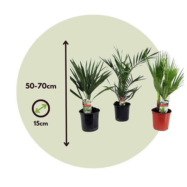 PLANT IN A BOX - Mélange de palmiers d'extérieur - Set de 3 - Hauteur 50-70cm - ⌀15cm - large