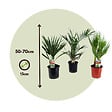 PLANT IN A BOX - Mélange de palmiers d'extérieur - Set de 3 - Hauteur 50-70cm - ⌀15cm - vignette
