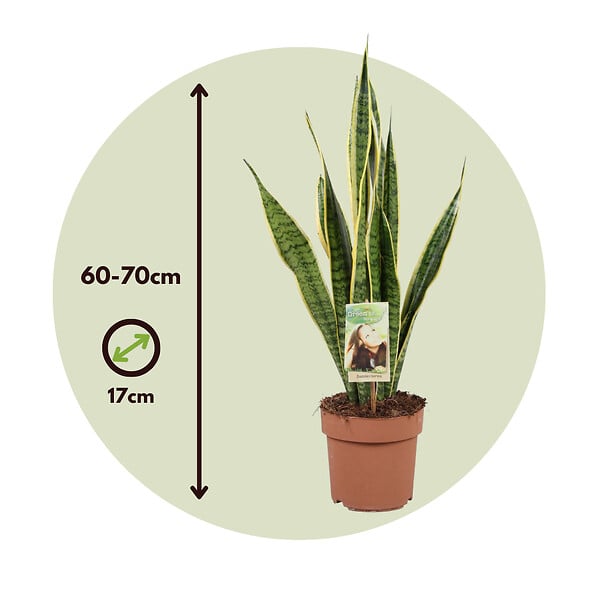 PLANT IN A BOX - Langue de belle-mère - Sansevieria trifasciata Laurentii - H60-70cm - ⌀17cm - large