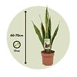 PLANT IN A BOX - Langue de belle-mère - Sansevieria trifasciata Laurentii - H60-70cm - ⌀17cm - vignette
