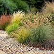 PLANT IN A BOX - Mélange de graminées - Set de 6 - Stipa, Festuca, Carex - H15-25cm - ⌀10,5cm - vignette