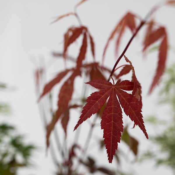 PLANT IN A BOX - érable du Japon - Set de 8 - Acer palmatum - Hauteur 25-40cm - âŒ€10,5cm - large