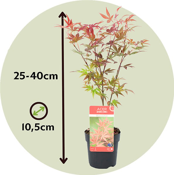 PLANT IN A BOX - érable du Japon - Set de 8 - Acer palmatum - Hauteur 25-40cm - âŒ€10,5cm - large