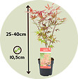PLANT IN A BOX - érable du Japon - Set de 8 - Acer palmatum - Hauteur 25-40cm - âŒ€10,5cm - vignette