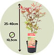 PLANT IN A BOX - érable du Japon - Set de 4 - Acer palmatum - Hauteur 25-40cm - âŒ€10,5cm - vignette