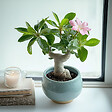 PLANT IN A BOX - Rose du désert - Set de 2 - Adenium obesum - Hauteur 25-40cm - ⌀10,5cm - vignette