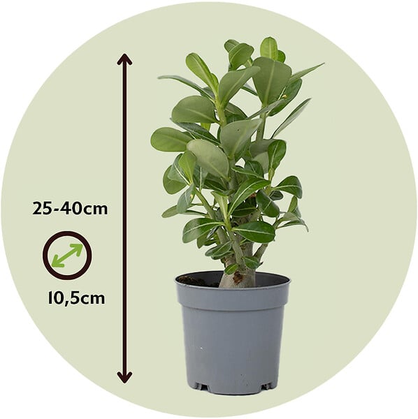PLANT IN A BOX - Rose du désert - Set de 4 - Adenium obesum - Hauteur 25-40cm - ⌀10,5cm - large