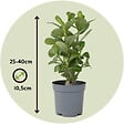 PLANT IN A BOX - Rose du désert - Set de 4 - Adenium obesum - Hauteur 25-40cm - ⌀10,5cm - vignette