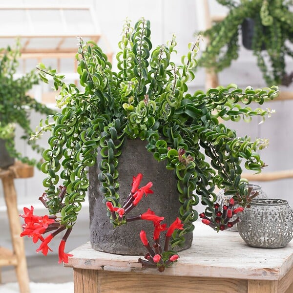 PLANT IN A BOX - Plante rouge à lèvres - Aeschynanthus pulcher - Hauteur 20-30cm - ⌀15cm - large