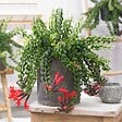PLANT IN A BOX - Plante rouge à lèvres - Aeschynanthus pulcher - Hauteur 20-30cm - ⌀15cm - vignette