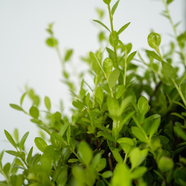 PLANT IN A BOX - Houx crenelé - Set de 12 - Ilex crenata 'Jenny' - Hauteur 10-20cm - ⌀9cm - large