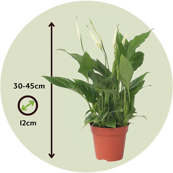 PLANT IN A BOX - Fleur de lune - Set de 3 - Spathiphyllum 'Torelli' - Hauteur 30-45cm - ⌀12cm - large