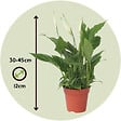 PLANT IN A BOX - Fleur de lune - Set de 3 - Spathiphyllum 'Torelli' - Hauteur 30-45cm - ⌀12cm - vignette
