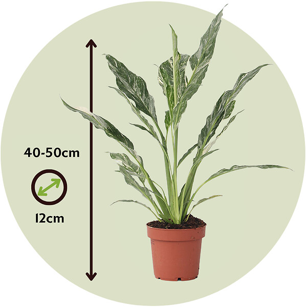 PLANT IN A BOX - Fleur de lune - Spathiphyllum 'Diamond' - Hauteur 40-50cm - ⌀12cm - large