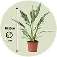 PLANT IN A BOX - Fleur de lune - Spathiphyllum 'Diamond' - Hauteur 40-50cm - ⌀12cm - vignette