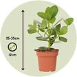 PLANT IN A BOX - Pommier baumier - Set de 4 - Clusia rosea 'Princess' - Hauteur 25-35cm - ⌀12cm - vignette