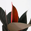 PLANT IN A BOX - Caoutchouc - Ficus Elastica 'Abidjan' - Hauteur 75-100cm - ⌀24cm - vignette