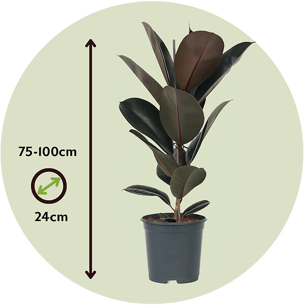 PLANT IN A BOX - Caoutchouc - Ficus Elastica 'Abidjan' - Hauteur 75-100cm - ⌀24cm - large