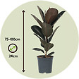 PLANT IN A BOX - Caoutchouc - Ficus Elastica 'Abidjan' - Hauteur 75-100cm - ⌀24cm - vignette