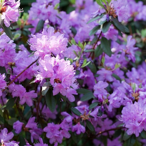 PLANT IN A BOX - Buisson à fleurs - Set de 3 - Rhododendron catawbiense - Hauteur 25-40cm - ⌀9cm - large
