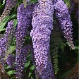 PLANT IN A BOX - Arbre à papillons - Set de 3 - Buddleja davidii - Hauteur 25-40cm - ⌀9cm - vignette