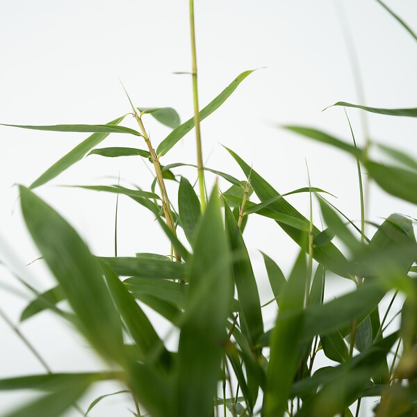PLANT IN A BOX - Bambou non-traçant - Set de 6 - Fargesia 'Asian Wonder' - H25-40cm - ⌀13cm - large