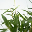 PLANT IN A BOX - Bambou non-traçant - Set de 6 - Fargesia 'Asian Wonder' - H25-40cm - ⌀13cm - vignette