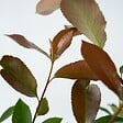 PLANT IN A BOX - Feuille de noyer - Set de 6 - Photinia fraseri 'Red Robin' - H30-40cm - ⌀17cm - vignette