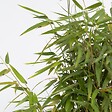 PLANT IN A BOX - Bambou non-traçant - Set de 2 - Fargesia nitida 'Red Dragon' - H50-70cm - ⌀17cm - vignette