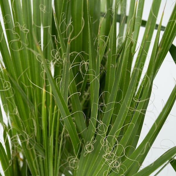 PLANT IN A BOX - Mélange de Palmiers d'intérieur - Set de 6 - Indoor Palmmix - H50-70cm - ⌀14cm - large
