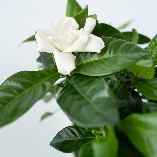 PLANT IN A BOX - Jasmin du Cap - Set de 4 - Gardenia jasminoides - Hauteur 20-30cm - ⌀13cm - large