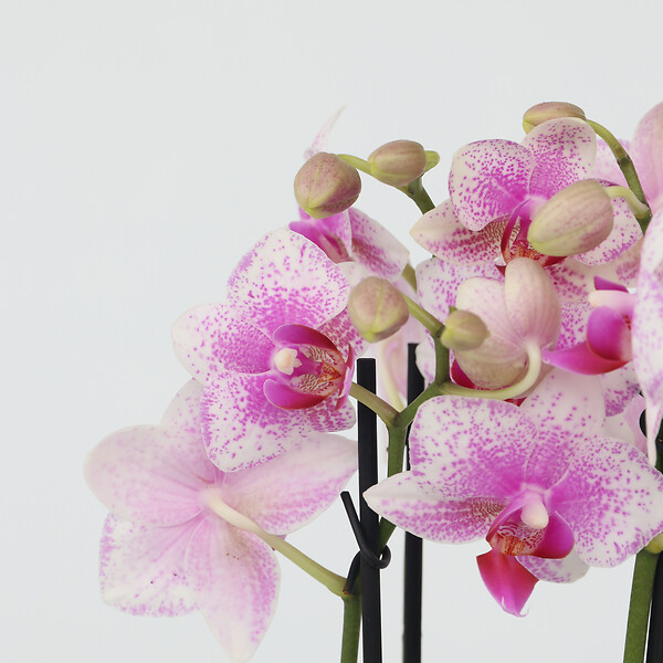 PLANT IN A BOX - Orchidée papillon - Phalaenopsis Multiflora - Hauteur 35-45cm - ⌀12cm - large