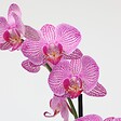 PLANT IN A BOX - Orchidée papillon - Phalaenopsis - Hauteur 50-60cm - ⌀12cm - vignette