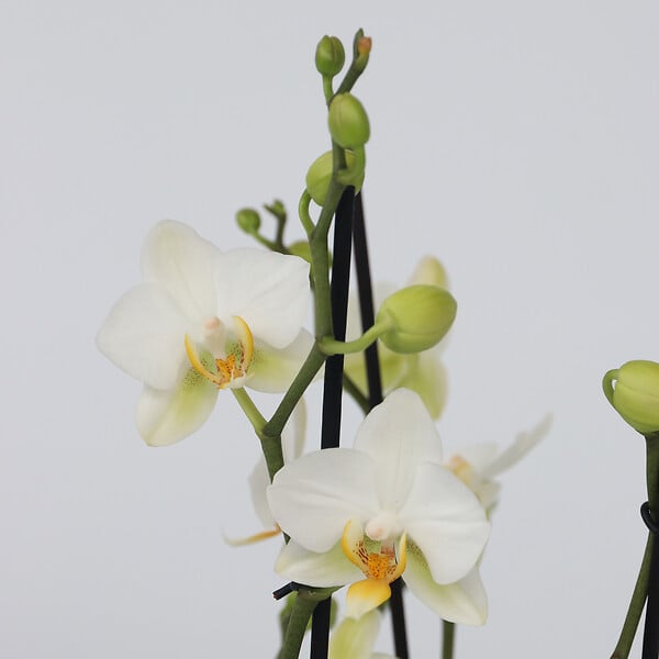 PLANT IN A BOX - Orchidée papillon - Phalaenopsis Multiflora - Hauteur 35-45cm - ⌀12cm - large
