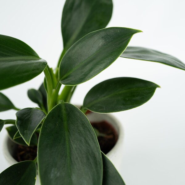 PLANT IN A BOX - Plante verte - Philodendron 'Green Princess' - Hauteur 20-30cm - ⌀12cm - large
