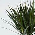 PLANT IN A BOX - Dragonnier - Dracaena marginata - Hauteur 70-80cm - ⌀17cm - vignette