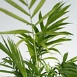 PLANT IN A BOX - Mélang de plantes d'intérieur - Set de 4 - Hauteur 25-40cm - ⌀12cm - vignette