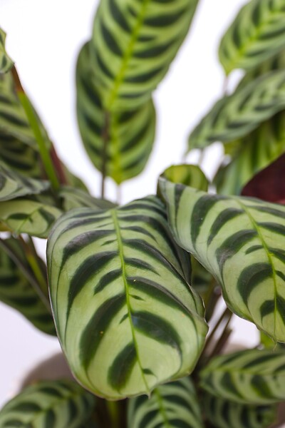 PLANT IN A BOX - Plante Dormeuse - Set de 4 - Ctenanthe 'burle-marxii' - Hauteur 25-40cm - ⌀12cm - large