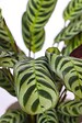PLANT IN A BOX - Plante Dormeuse - Set de 4 - Ctenanthe 'burle-marxii' - Hauteur 25-40cm - ⌀12cm - vignette