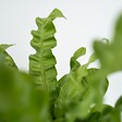 PLANT IN A BOX - Fougère nid d'oiseau - Set de 2 - Asplenium 'Crispy Wave' - H25-40cm - ⌀12cm - vignette