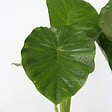 PLANT IN A BOX - Plante éléphant - Set de 2 - Alocasia 'Odora' - Hauteur 55-75cm - ⌀17cm - vignette