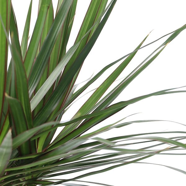 PLANT IN A BOX - Dragonnier - Dracaena marginata - Hauteur 150-160cm - ⌀27cm - large