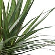 PLANT IN A BOX - Dragonnier - Dracaena marginata - Hauteur 150-160cm - ⌀27cm - vignette