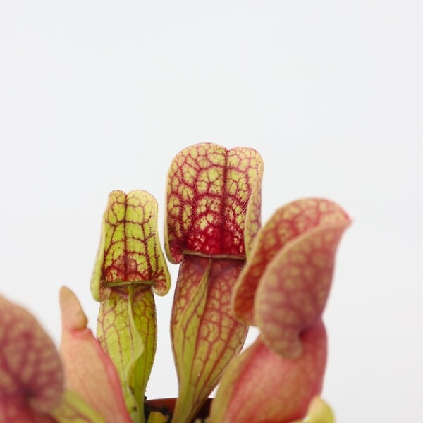 PLANT IN A BOX - Sarracénie pourpre - Set de 6 - Sarracenia purpurea - Hauteur 10cm - ⌀5,5cm - large