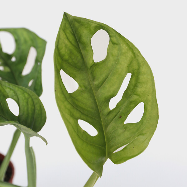 PLANT IN A BOX - Plante à trous - Monstera adansonii 'Monkey Mask' - Hauteur 25-30cm - ⌀12cm - large