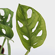PLANT IN A BOX - Plante à trous - Monstera adansonii 'Monkey Mask' - Hauteur 25-30cm - ⌀12cm - vignette