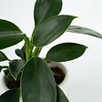 PLANT IN A BOX - Plante verte - Set de 2 - Philodendron 'Green Princess' - H20-30cm - ⌀12cm - vignette