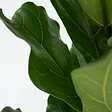 PLANT IN A BOX - Figuier à Feuilles de Violon - Set de 2 - Ficus Lyrata - Hauteur 70-90cm - ⌀21cm - vignette